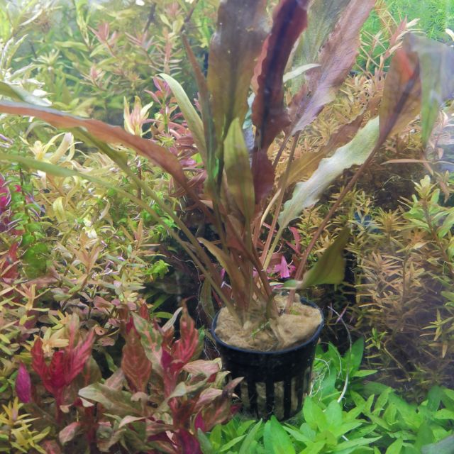 คริป Cryptocoryne wendii brown คริปเวนดี้บราวน์ ต้นไม้น้ำ ตกแต่งตู้ปลา ***กรุณาอ่านรายละเอียดก่อนสั่งซื้อ***