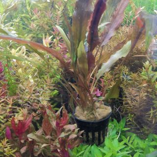 Cryptocoryne Brownเวนดี้บราวน์พร้อมปลูก(ต้นไม้น้ำ)