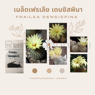 เมล็ดกระบองเพชร เมล็ดแคคตัส เมล็ด Frailea densispina 20 เมล็ด