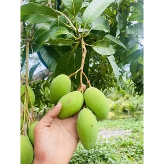 มะม่วงพิมเสนอ่อน 1กิโลกรัม85บาท
