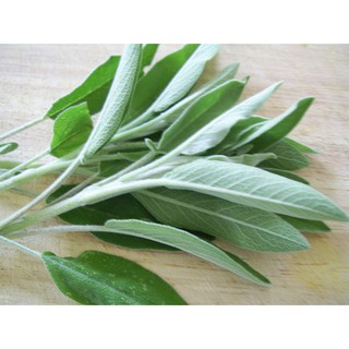 เมล็ด เมล็ดพันธุ์เสจ - Sage