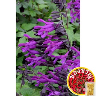 [Zamirah] Salvia Fizzเมล็ดองุ่น--(โดยประมาณ)。3เมล็ดเมล็ด/ดอกไม้/สวน/สวน/ดอกทานตะวัน/ดอกไม้/หญ้า/ข้าวโพด/สวนผลไม้/กล้วย/ผ