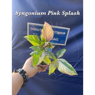 ▫️Syngonium Pink Splash▫️