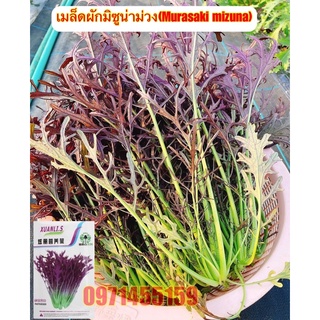 เมล็ดผักมิซูน่าม่วง F1  (Murasaki mizuna)  หรือ ผักน้ำญี่ปุ่นม่วง (Red  Japanese water vegetable)