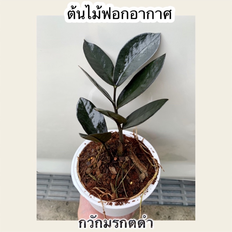 ต้นกวักมรกตดำ ไม้มงคล ต้นไม้ฟอกอากาศ กระถาง 4 นิ้ว