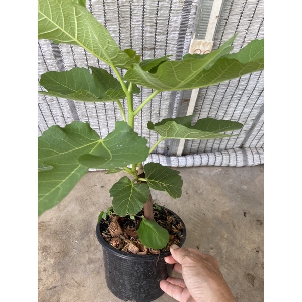 ต้นมะเดื่อฝรั่ง ฟิโก เปรโต ในกระถาง 8นิ้ว,figo preto figs tree in 8” pot