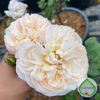 Flower Garden F458 กุหลาบ Alexandrine (อเล็กซานดรีน) ดอกหอม ปลูกเลี้ยงง่าย ติดดอก