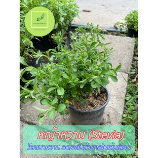 ต้นหญ้าหวาน stevia ต้นกล้าสด ต้นแข็งแรง รากแน่น พร้อมส่ง รับประกันทุกกรณี