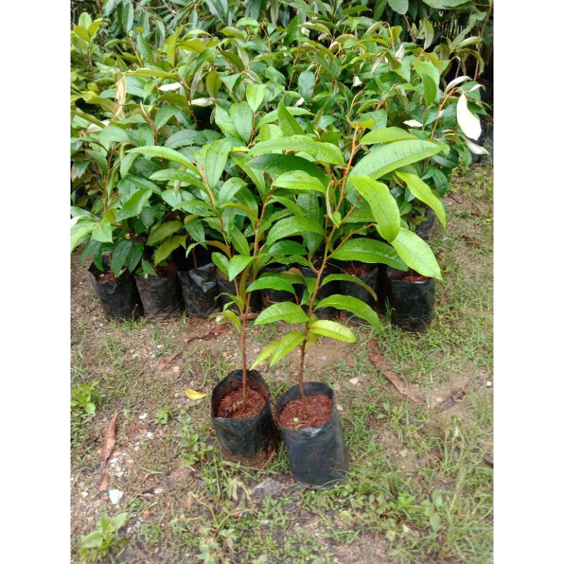แอปเปิ้ลสตาร์หรือหมากน้ำนม สูง 70-80 cm.