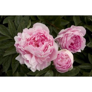 ถูก ใหม่ สายพันธุ์เมล็ด ดอกโบตั๋น หรือ พิโอนี สีชมพู ( Rare Chinese Peony Seeds )บรรจุ 3 เมล็ด WJPR