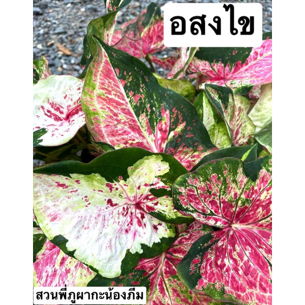 บอนสี อสงไขย ส่งขนาดรูปที่ 2-5 แชทเลือกต้นได้