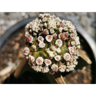 #9- ยิมโนมอนส์เตอร์ คริส ด่าง ไม้กราฟ Gymnocalycium cristata monster cactus แคคตัส กระบองเพชร ไม้อวบน้ำ ไม้กราฟ​