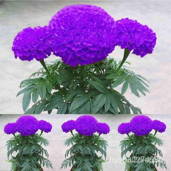 เมล็ดพืชคุณภาพสูง 1แพ็ค (พร้อมสต็อก) ชิ้นสีม่วงสีฟ้าเมล็ดดาวเรืองบ้านสวนดอกไม้เมล็ดกระถางเมล็ดพืช(ปล