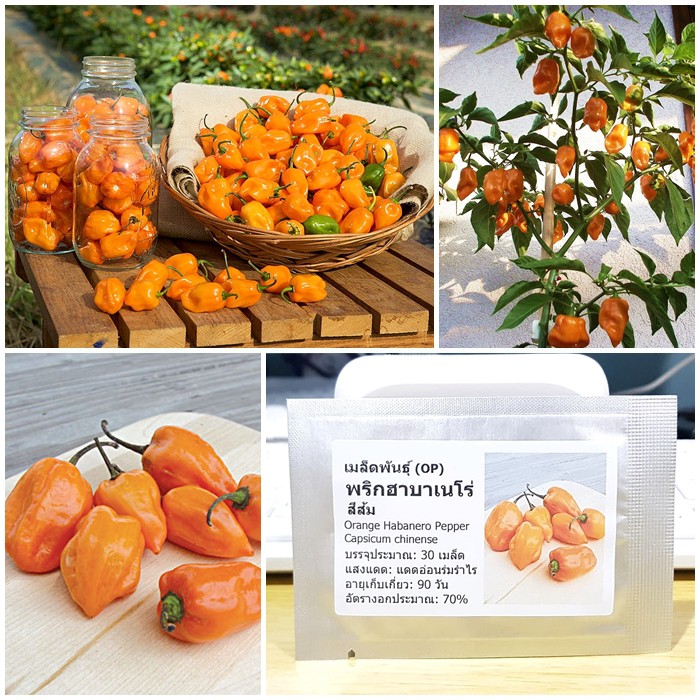 เมล็ดพันธุ์ พริกฮาบาเนโร่ สีส้ม (Orange Habanero Pepper Seed) บรรจุ 30 เมล็ด คุณภาพดี ราคาถูก ของแท้ 100%