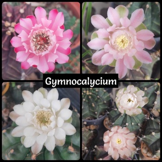 กระบองเพชร แคคตัส (Cactus) ยิมโน (Gymnocalycium) ลุ้นสีดอก ไม้เพาะเมล็ด  ขนาดกระถาง 2-2.5 นิ้ว