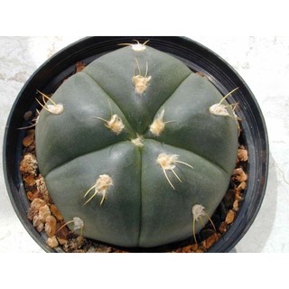 💛🐢Gymnocalycium denudatum 🐢💛10เมล็ด 199