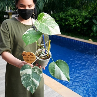 monstera albo holland 4 ใบ รากเดินดี พร้อมส่ง