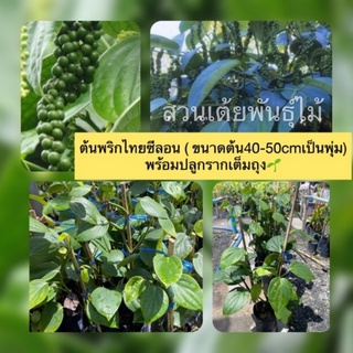 ต้นพริกไทยซีลอน ( ขนาดต้น 40-60cm)พร้อมปลูกรากเต็มถุง🌱