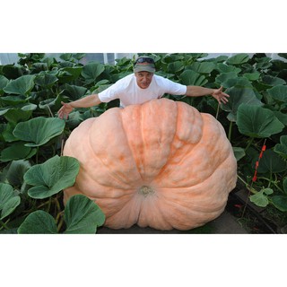 👉👉ฟักทองยักษ์ พันธุ์แอตแลนติก - Atlantic Giant Pumpkin  ใหญ่อันดับ 1 ของโลก