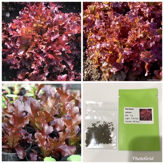 สลัดเรดโบว์ล (เมล็ด) Red Salad Bowl Lettuce Seed