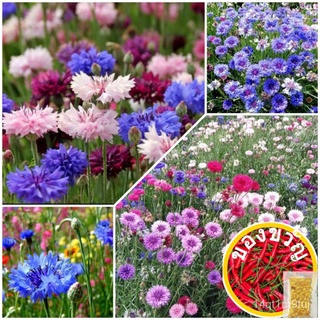 Biji Benih - Bunga Centaurea Cyanus | Flower Seed - Cornflower / Bachelors Button | 花种子 - ดอกไม้ชนิดหนึ่งดอกไม้头饰/园艺/种子