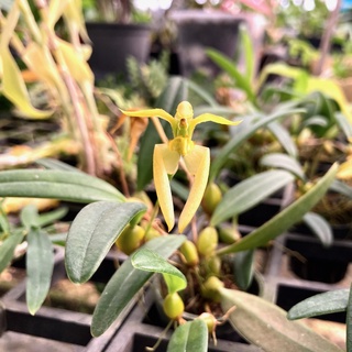 กล้วยไม้จิ๋ว สิงโตนักกล้ามเผือก สีเหลือง Bulbophyllum lasiochilum alba