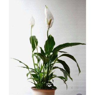 ต้นเดหลี Peace Lily ไม้มงคล ไม้ประดับ ดอกขาว