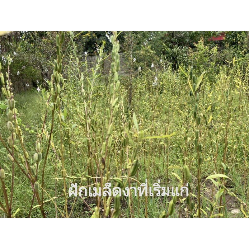 น้ำมันงา​ สกัดเย็น​ ขวดละ750cc  และ 675cc น้ำมันงาบริสุทธิ์​100%​ มีให้เลือกทั้งจากชนิดงาดำและจากงาขาว - รูปที่ 2