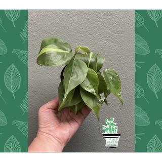 พลูบราซิลเขียวเข็ม Philodendron Brasil