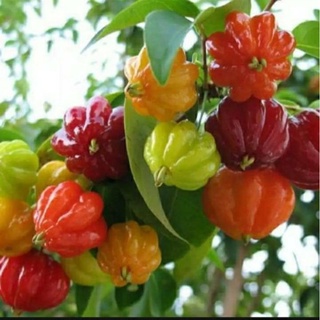 มะยมแดง”หรือ”มะยมฝรั่ง”(เชอร์รี่สเปน) “surinam cherry” ต้นไม้มงคล