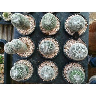 แมมนกฮูก (Owl Eye Cactus) 