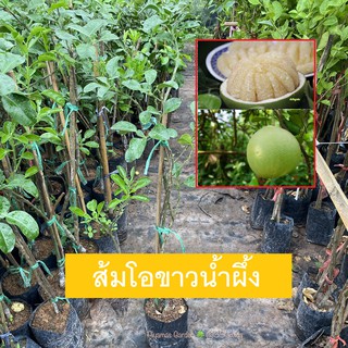 ต้นส้มโอ พันธุ์ส้มโอขาวน้ำผึ้ง/สายน้ำผึ้ง ทาบกิ่ง พร้อมส่ง ขายราคาถูก