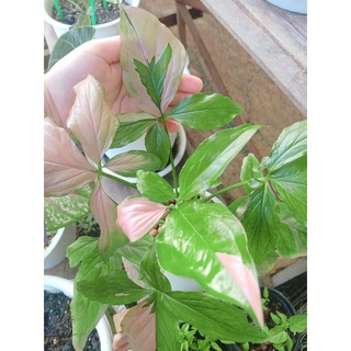 🌸เงินไหลมาด่างชมพูช็อกโกแลต🌸Syngonium Podophyllum Pink Splash🌸