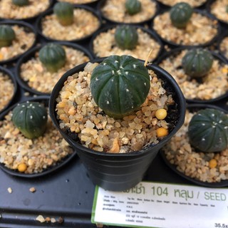 แอสโตร ไฟรตั้ม แคคตัส ไม้เมล็ด  19 บาท กระบองเพชรไร้หนาม astrophytum mix ต้นกระบองเพชร ขนาด1-2ซม.