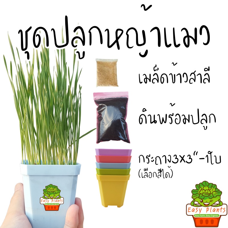 ชุดพร้อมปลูก ชุดปลูกข้าวสาลี หญ้าแมว อัตราการงอก 99% เมล็ดนำเข้า แมว สุนัข หนู กระต่าย คน กินได้