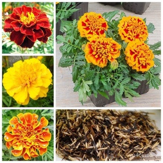 （อัตราการปลูกสูง）บอนสี 100เมล็ด เมล็ดพันธุ์ ดอกดาวเรืองคละสี Marigold Seeds บอนสีสวยๆ เมล็ดดอกไม้สวย ต้นไม้มงคล Flower S