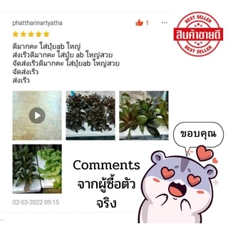 สารละลายAB สูตรพิเศษ โตเร็ว 1 ลิตร ยอดขายอันดับ 1 (A 1 ลิตร B 1 ลิตร) ถ้วยตวง เมล็ดผัก ไฮโดรโปนิกส์