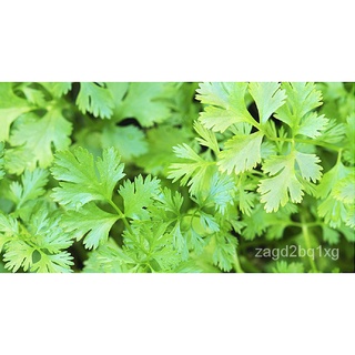 Coriander Seeds - Herbs Seeds园艺/通心菜/手链/花园/文胸/帽子/儿童/头饰/香菜/上衣/ ZBJW