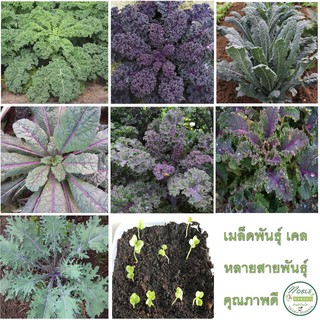 เมล็ดพันธุ์ เคล (Kale) หลายสายพันธุ์ เคลใบหยิก สีเขียว สีม่วง สีแดง เคลแดซลิ่งบลู เคลไดโนเสาร์  เคลลาซินาโต้เรนโบว์