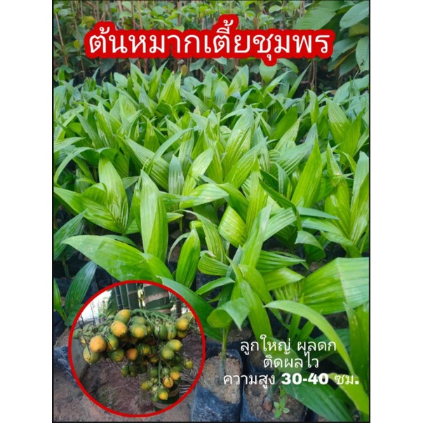 ต้นหมากเตี้ยพันธุ์ชุมพร 💯  ออกลูกไวผลดกต้นเตี้ยสูง 30 -40 ซม.