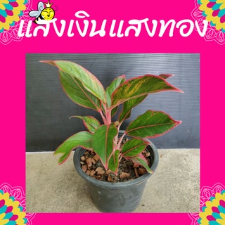 ต้นแสงเงินแสงทอง อโกลนีมา Aglaonema  กระถาง 8 นิ้ว