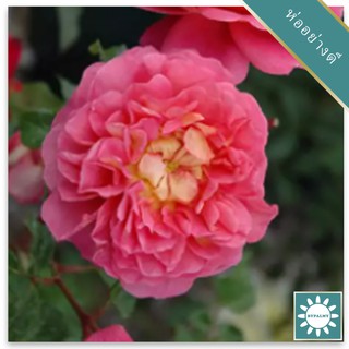 30 เมล็ด เมล็ดพันธุ์ กุหลาบ มอญ สีชมพู pink damask Rose Seeds ดอกใหญ่