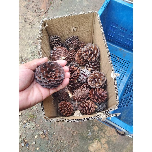 ดอกสน ลูกสน แห้ง ไม้ประดับ 70-260 ลูก น้ำหนักประมาณ 3 Kg ขนาดคละไซส์