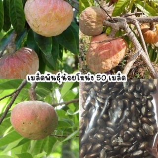 เมล็ดพันธุ์น้อยโหน่ง ผลไม้พื้นบ้าน