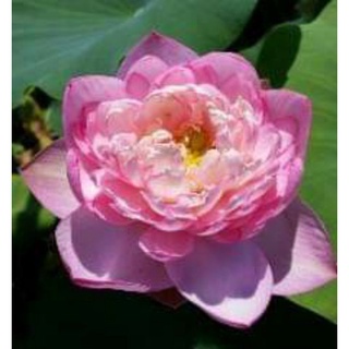 เมล็ดพันธุ์บัวหลวง พิงค์ เพททัล  Pink Petal Lotus   เมล็ดพันธุ์แท้ ราคาถูก นำเข้าจากต่างประเทศ