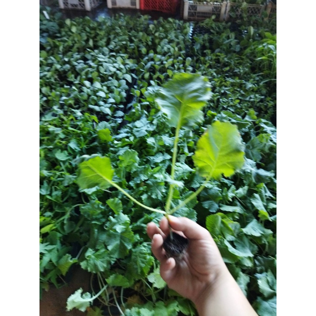 ต้นกล้าเคลไซบีเรียน -Siberian Kale ใบมีขนาดใหญ่ปลูกง่าย โตไวมาก รสออกหวานๆ  ต้นเตี้ย ใบเรียบ ขอบใบหย