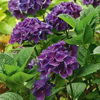 20 เมล็ด เมล็ดไฮเดรนเจีย Hydrangea Seeds สีม่วง ไฮเดรนเยียสายพันธุ์ฝรั่งเศส