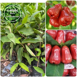 ต้นชมพู่ทับทิมจันทร์ แท้ 100% เนื้อแน่น  หวานกรอบ รากแน่น พร…