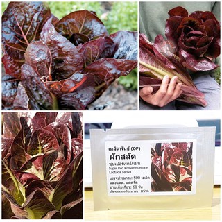 เมล็ดพันธุ์ ผักสลัด ซุปเปอร์เรดโรเมน (Super Red Romaine Lettuce Seed) บรรจุ 500 เมล็ด คุณภาพดี ของแท้ 100%