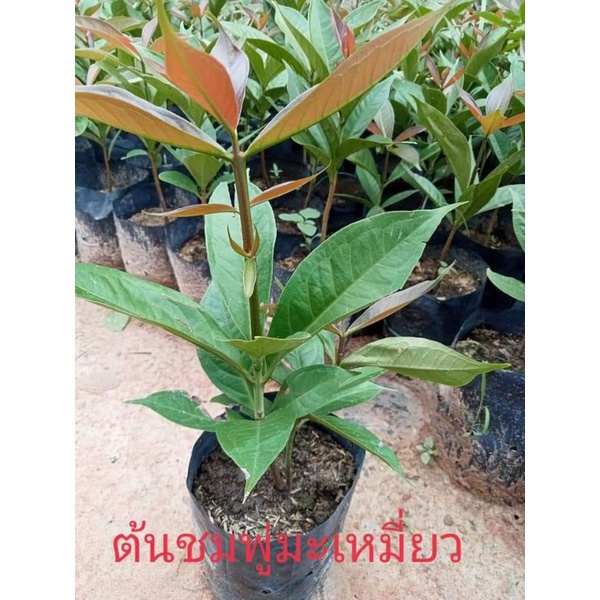 ต้นชมพู่มะเหมี่ยว ชุด2 ต้น  ต้นสูง40-60 เซนต์